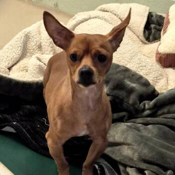 Mixed Breed Dogs Available for Adoption - Trip (In Foster) | PetCurious