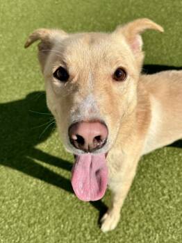 Rescue Mixed Breed Dogs for Adoption in Wichita, Kansas - Oso | PetCurious