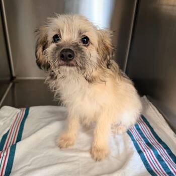 Rick (Benefactor Puppy) -  Maltese and Chihuahua Dog for Adoption in New Orleans, Louisiana - Rick (Benefactor Puppy) | PetCurious