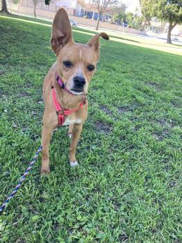 Findley - Courtesy Post -  Chihuahua and German Pinscher Dog for Adoption in San Diego, California - Findley - Courtesy Post | PetCurious