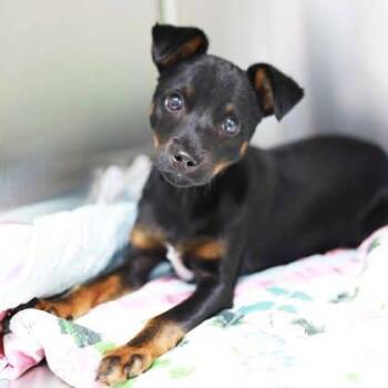Miniature Pinscher and Mixed Breed Dogs Available for Adoption in Atlanta, Georgia - Wittle Willie | PetCurious