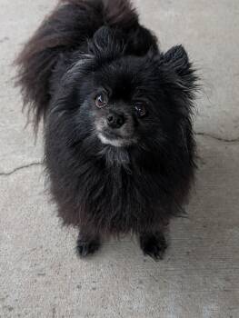 Pomeranian Dogs Available for Adoption in Baton Rouge, Louisiana - Sport | PetCurious