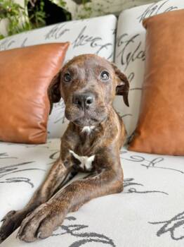 Gonzo -  Pit Bull Terrier and Labrador Retriever Dog for Adoption in Sunrise, Florida - Gonzo | PetCurious