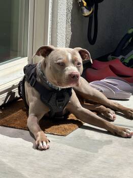Martini aka Marty aka Tini -  Pit Bull Terrier Dog for Adoption in Rocklin, California - Martini Aka Marty Aka Tini | PetCurious