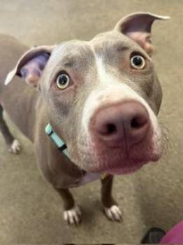 Dolly -  Pit Bull Terrier Dog for Adoption in Cleveland, Ohio - Dolly | PetCurious