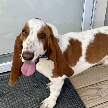 Howard -  Basset Hound Dog for Adoption in Marfa, Texas - Howard | PetCurious