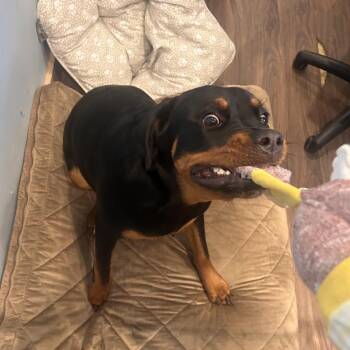 Pandora 8300 -  Rottweiler Dog for Adoption in Loxahatchee Groves, Florida - Pandora 8300 | PetCurious