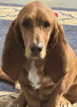 Rescue Basset Hound Dogs for Adoption in Hamilton, New Jersey - RUBY | PetCurious
