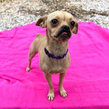 Heidi -  Chihuahua and Pug Dog for Adoption in Corpus Christi, Texas - Heidi | PetCurious