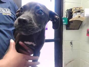 TOMMY -  Pit Bull Terrier and Mixed Breed Dog for Adoption in Tulsa, Oklahoma - TOMMY | PetCurious