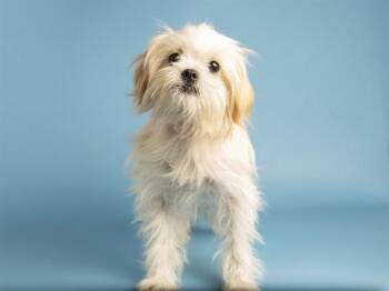 OBI-WAN -  Maltese and Mixed Breed Dog for Adoption in Phoenix, Arizona - OBI-WAN | PetCurious