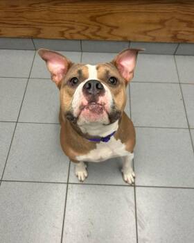 Bulldog Dogs Available for Adoption in Buffalo, New York - Sari | PetCurious