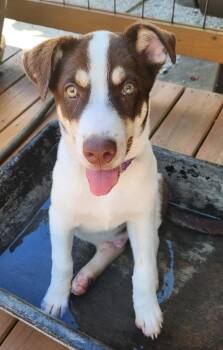 Koda -  Australian Shepherd Dog for Adoption in Pelzer, South Carolina - Koda | PetCurious