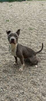 Rescue Pit Bull Terrier Dogs for Adoption in Lima, Ohio - Graceland | PetCurious