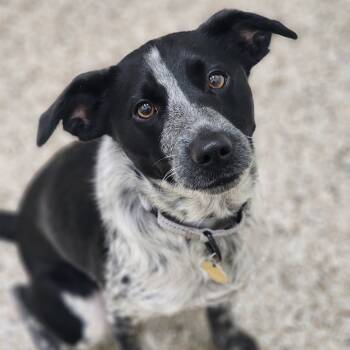 Rescue Mixed Breed Dogs for Adoption in Auburn, Alabama - Lagoon | PetCurious