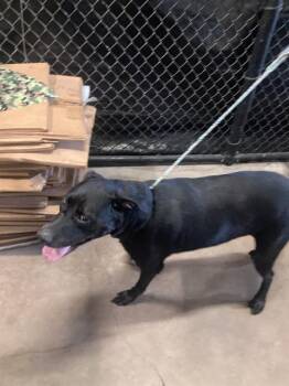 Rescue Mixed Breed Dogs for Adoption in Dallas, Texas - ACE | PetCurious