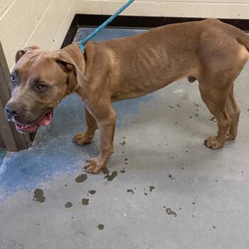Gilbert -  Mixed Breed Dog for Adoption in Memphis, Tennessee - Gilbert | PetCurious