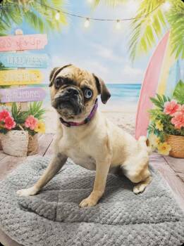 Pug Dogs Available for Adoption in Washington Court House, Ohio - Piper | PetCurious