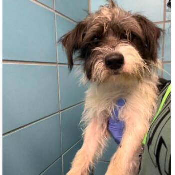 Gonzo -  Schnauzer and Mixed Breed Dog for Adoption in Tacoma, Washington - Gonzo | PetCurious