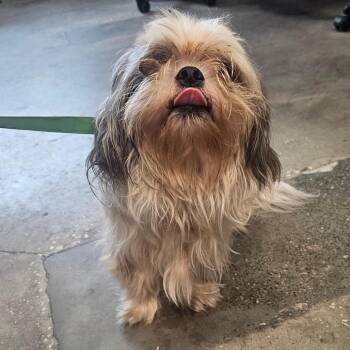 Acme -  Shih Tzu and None Dog for Adoption in Tampa, Florida - Acme | PetCurious