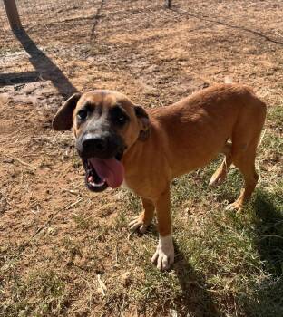 Rescue Pit Bull Terrier Dogs for Adoption in Seguin, Texas - Enrique | PetCurious