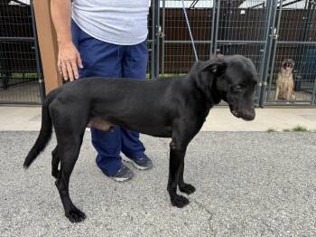 Fish Litter Dad - Gar - Located in FL -  Belgian Shepherd Malinois Dog for Adoption in Imlay City, Michigan - Fish Litter Dad - Gar - Located In FL | PetCurious