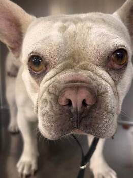 GLINDA -  French Bulldog Dog for Adoption in Riverside, California - GLINDA | PetCurious