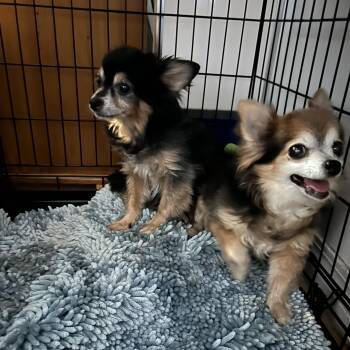 Scruffy and Zeus -  Chihuahua Dog for Adoption in Baton Rouge, Louisiana - Scruffy And Zeus | PetCurious