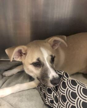 Rescue Shepherd Dogs for Adoption in Parma, Ohio - Maya | PetCurious