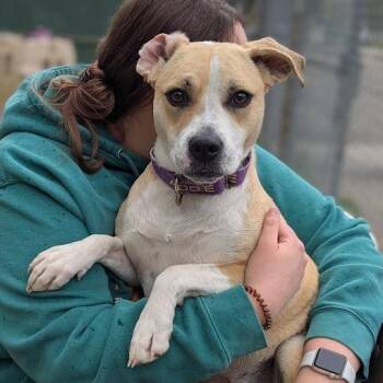 Mixed Breed Dogs Available for Adoption in West Olive, Michigan - Ivy Bean | PetCurious
