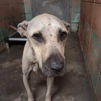 Beatrice -  Pit Bull Terrier Dog for Adoption in Gautier, Mississippi - Beatrice | PetCurious