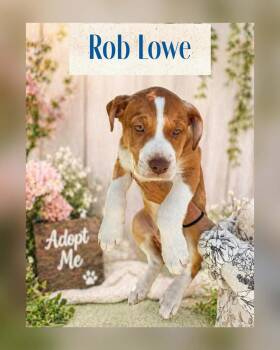 ROB LOWE -  Labrador Retriever and American Staffordshire Terrier Dog for Adoption in Richmond, Texas - ROB LOWE | PetCurious