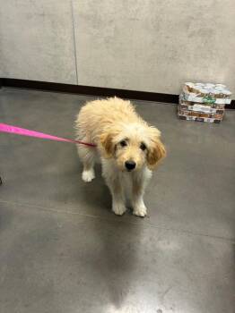Rhea (Doolittle) -  Golden Retriever Dog for Adoption in Clarksville, Tennessee - Rhea (Doolittle) | PetCurious