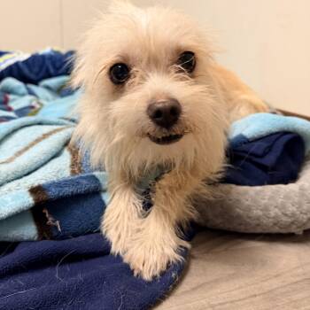 HAYDEN -  Terrier Dog for Adoption in Graham, Washington - HAYDEN | PetCurious