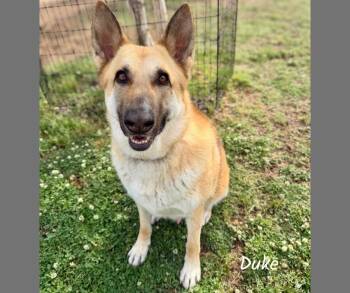 Duke -  German Shepherd Dog Dog for Adoption in Shreveport, Louisiana - Duke | PetCurious