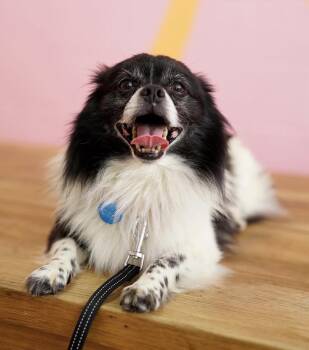 Pekingese Dogs Available for Adoption in Pasadena, California - Badger | PetCurious