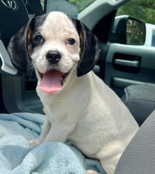 Dino -  Mixed Breed Dog for Adoption in Mount Pleasant, South Carolina - Dino | PetCurious