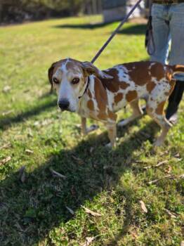 Rescue Great Dane and Hound Dogs for Adoption in Harrodsburg, Kentucky - Layla | PetCurious