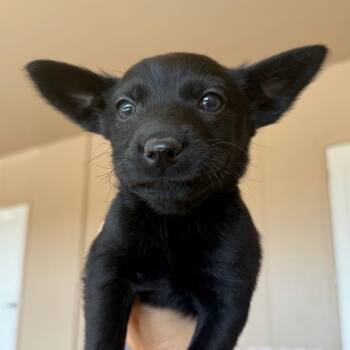 Labrador Retriever Dogs Available for Adoption in Murray, Utah - Galaga | PetCurious