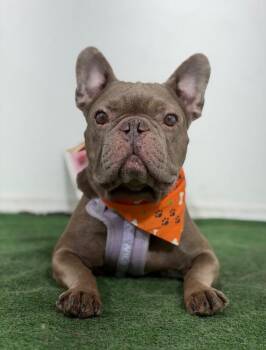 Choco McQueen-One of our Amazing Rescue Dogs -  French Bulldog and Mixed Breed Dog for Adoption in Carlsbad, California - Choco McQueen-One Of Our Amazing Rescue Dogs | PetCurious