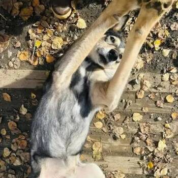 Husky Dogs Available for Adoption - Chunk | PetCurious