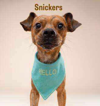 Snickers -  Chihuahua Dog for Adoption in Hollywood, Florida - Snickers | PetCurious