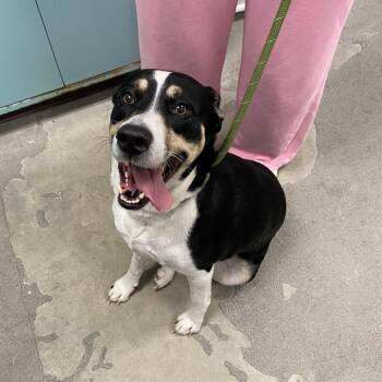 Waffles -  Australian Cattle Dog Blue Heeler Dog for Adoption in Urbana, Illinois - Waffles | PetCurious