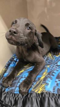 Rescue Mixed Breed Dogs for Adoption in Pinetop-lakeside, Arizona - Borscht | PetCurious