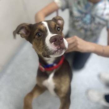 Rose -  Australian Shepherd and Mixed Breed Dog for Adoption in Chicago, Illinois - Rose | PetCurious
