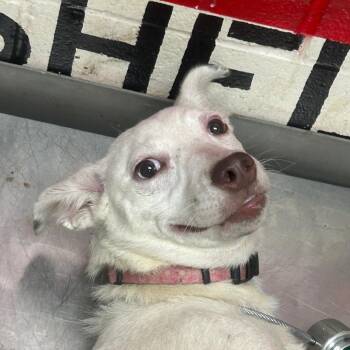 Mixed Breed Dogs Available for Adoption in Lufkin, Texas - Cristina | PetCurious