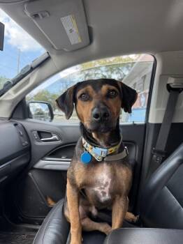 Hound and Labrador Retriever Dogs Available for Adoption in St. Petersburg, Florida - Titan | PetCurious