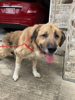 PUDGE -  Mixed Breed Dog for Adoption in Dallas, Texas - PUDGE | PetCurious