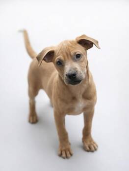 Pug and Mixed Breed Dogs Available for Adoption - Gouda - My Mom Is A PUG! I Am Little! | PetCurious