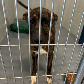 Angel -  Cattle Dog Dog for Adoption in Kingman, Arizona - Angel | PetCurious